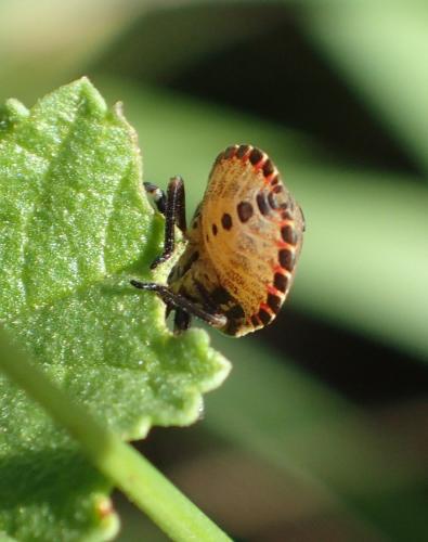 Réf. 251 643 : Graphosoma italicum